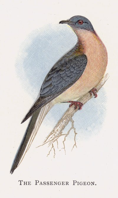 乗客の鳩 作： Alexander Francis Lydon